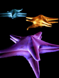 Animated Star Fish